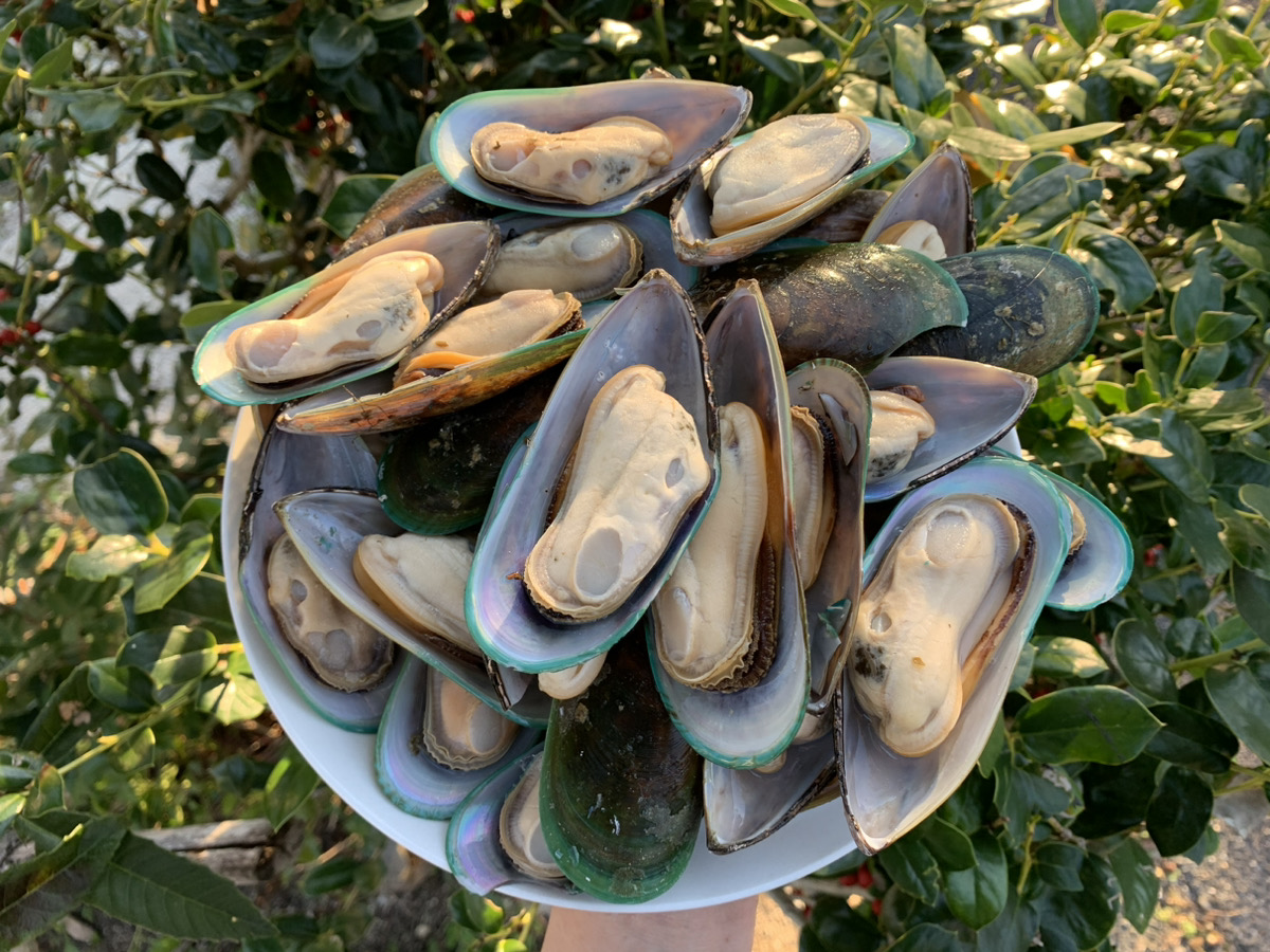 トライプ・ミドリイガイ・牡蠣・キビナゴ【限定商品紹介】