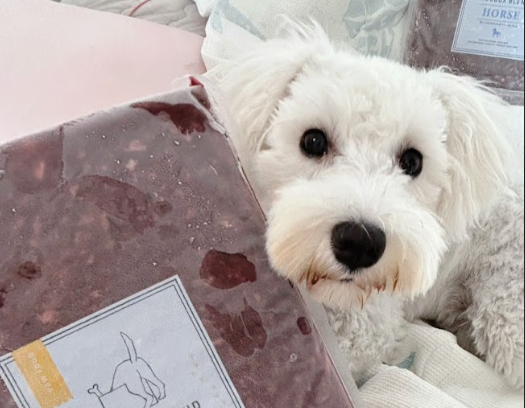 涙やけが改善！HUGBOX(ハグボックス)で真っ白な笑顔を取り戻したイヴちゃんの体験談