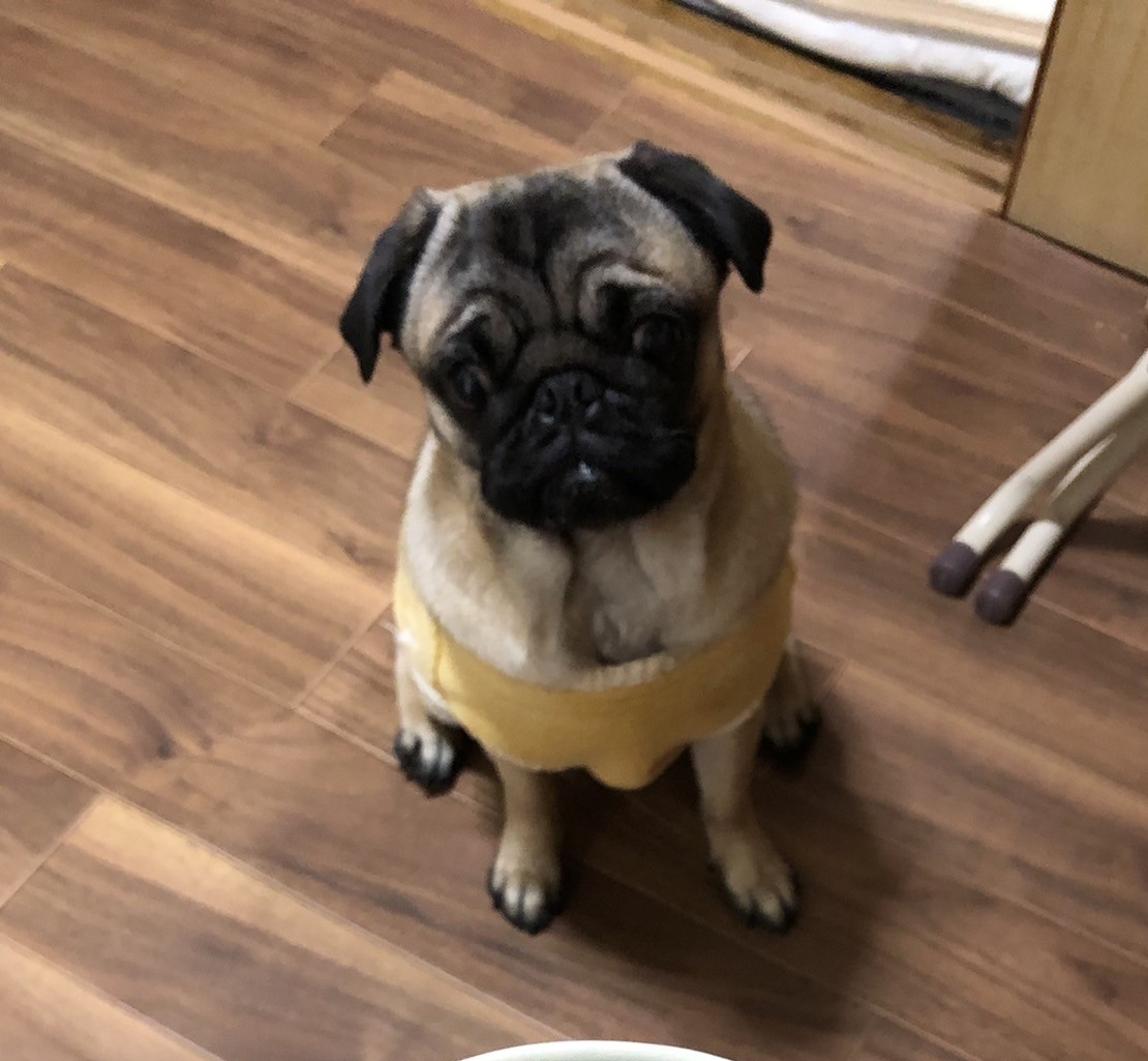 毛艶と食いつきが変わった！HUGBOX（ハグボックス）でフード迷子を卒業したゆめちゃんの体験談