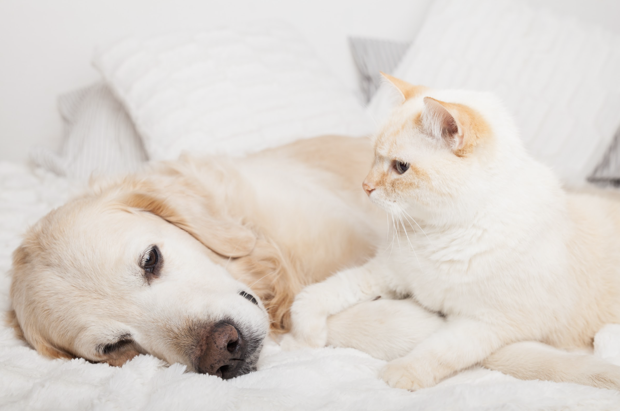 犬の肝臓ケアごはん｜数値だけに振り回されないための食事設計