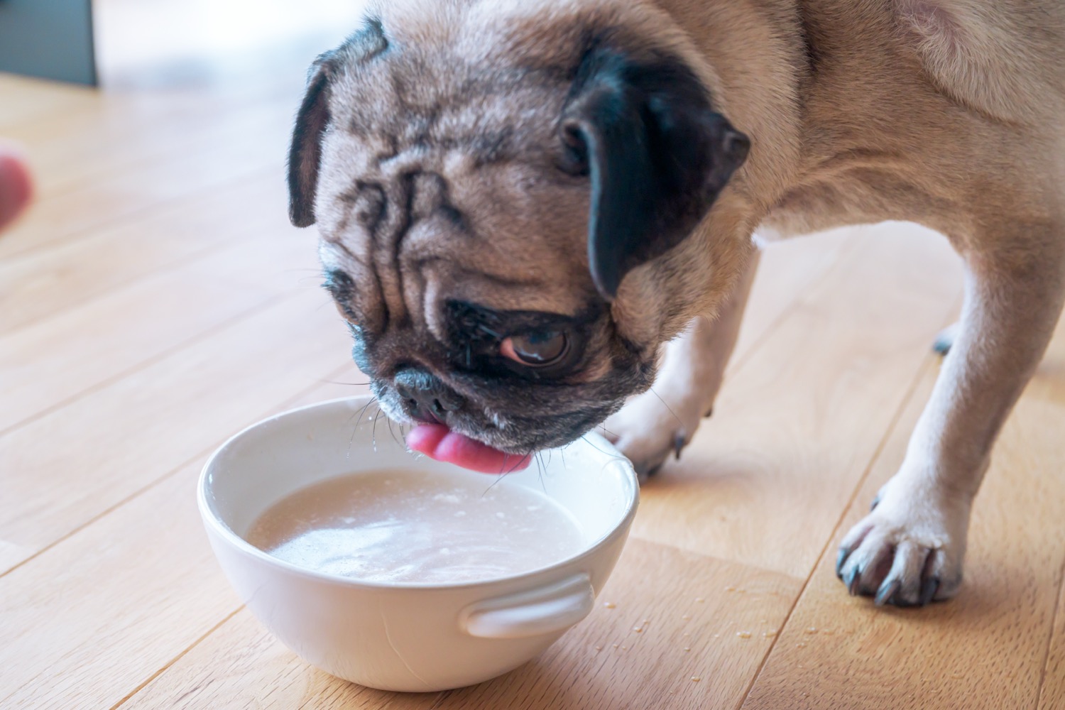 【定期便】丸どりボーンブロス