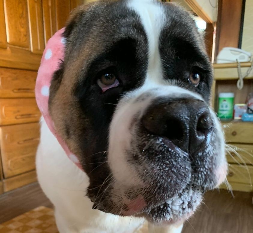 慢性的な軟便が安定！HUGBOX（ハグボックス）で生食を続けられるようになったたおちゃんの体験談