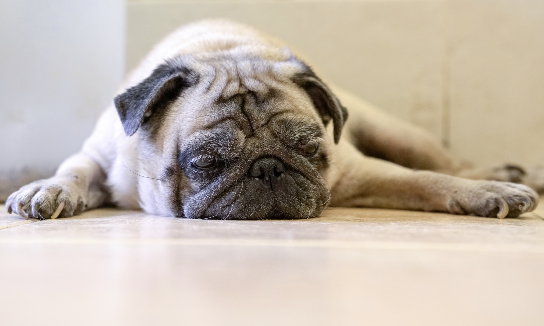 シニア犬の食欲が落ちたら？原因と対策｜やさしい消化ケアで“食べる力”を取り戻す