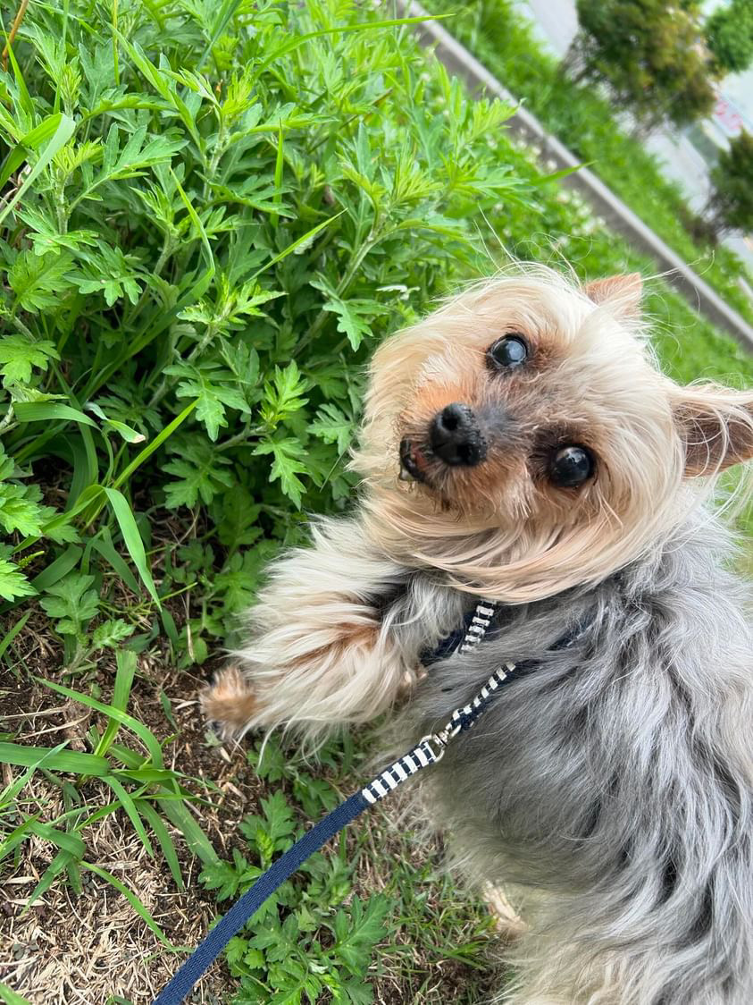 シニアのための飲み込みやすいアレンジ術｜HUGBOXでつくるやさしいごはん時間