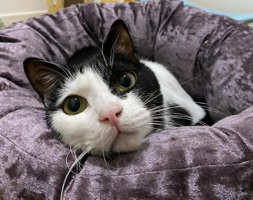 お腹の調子が安定！HUGBOX(ハグボックス)で“食べる喜び”を取り戻したいおちゃんのストーリー