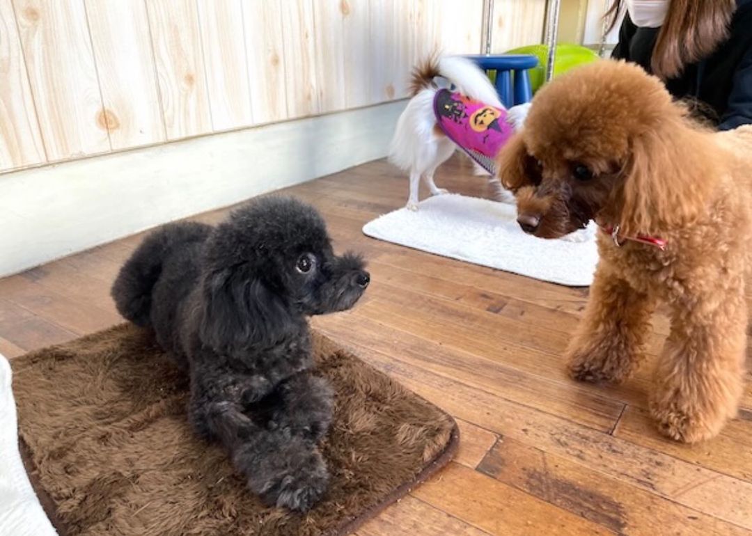 涙やけの悩みが前向きに！HUGBOX(ハグボックス)で食いつきも笑顔も変わったニコちゃんの体験談