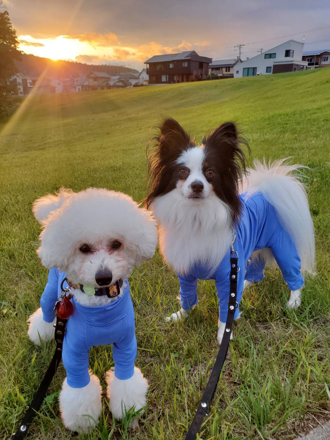 HUGBOX（ハグボックス）で涙やけが気になりにくく｜生肉（生食）を取り入れたナビくん・むぎちゃんの体験談