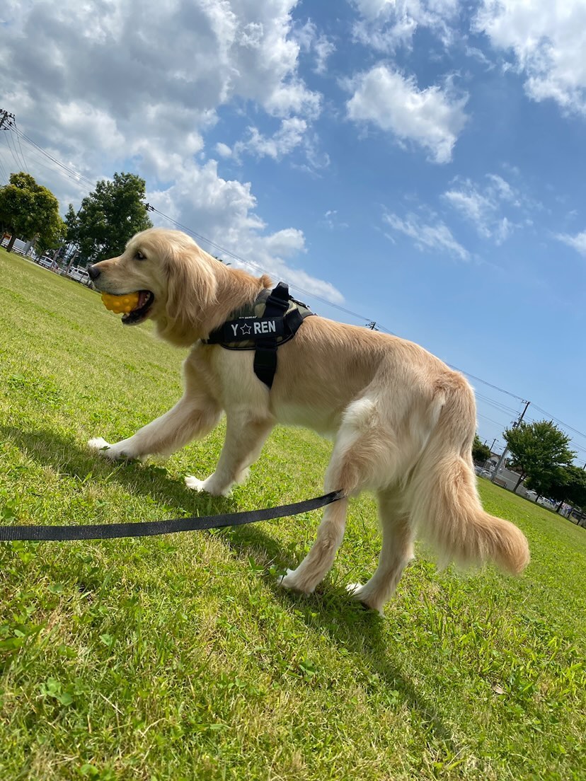 ガリガリだった保護犬レンくんが、HUGBOX(ハグボックス)で笑顔とふわふわの毛艶を取り戻すまで