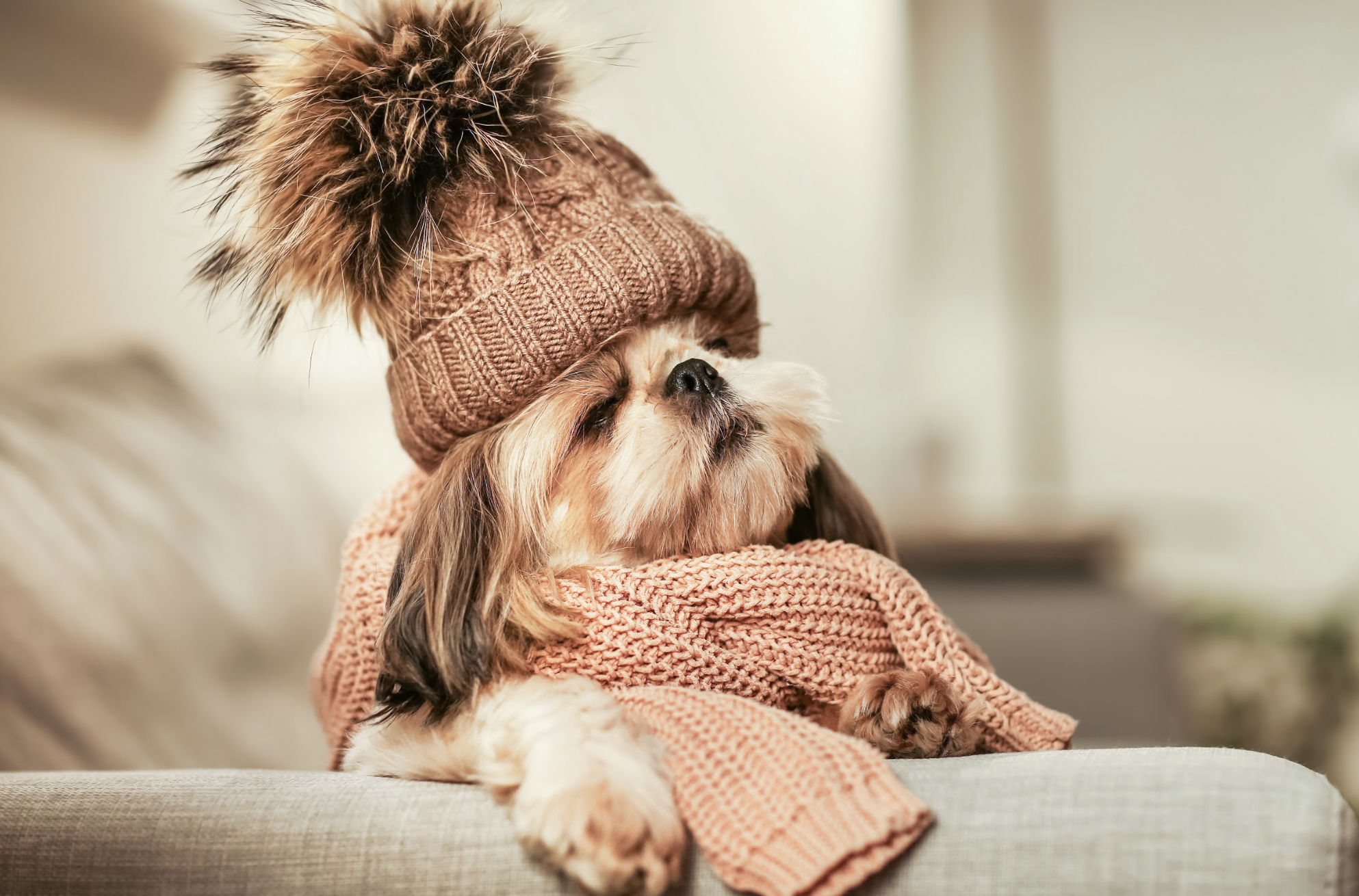 冬の冷えと免疫低下を防ぐ犬猫の食事ケア