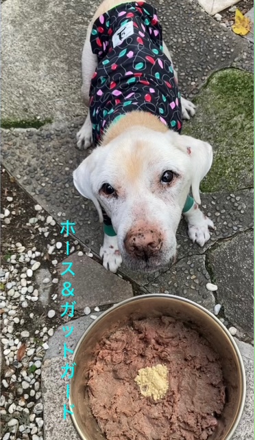 アレルギーと皮膚トラブルが！HUGBOX（ハグボックス）で元気な散歩を取り戻したるぅ太くんの体験談