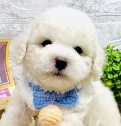 HUGBOXで涙やけに悩んだSOLUくんにうれしい変化。ハグボックス出戻りから実感した体験談