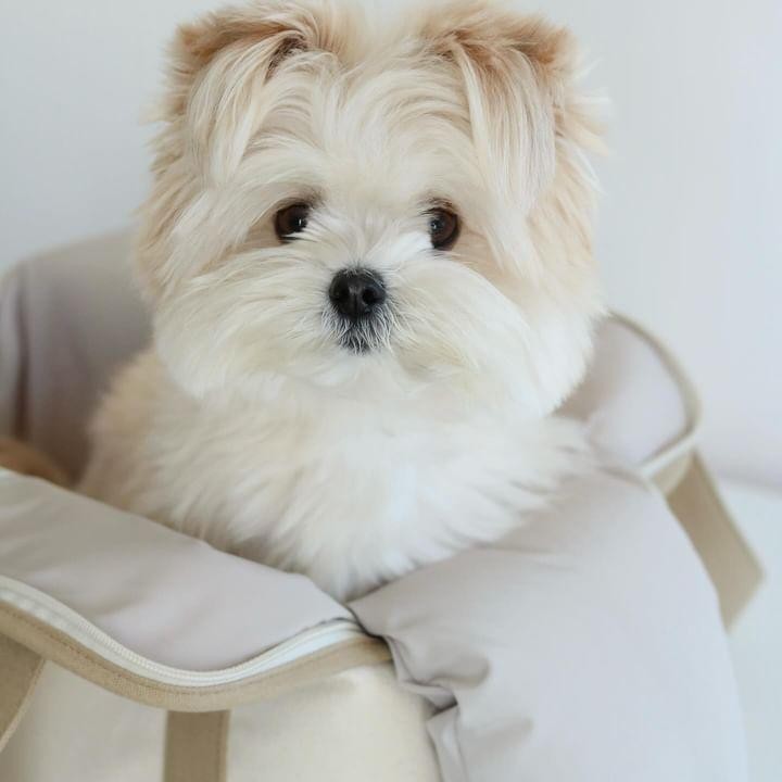 パテラが改善！HUGBOX（ハグボックス）で元気に走れるようになったテテくん（マルポメ・4歳）の体験談