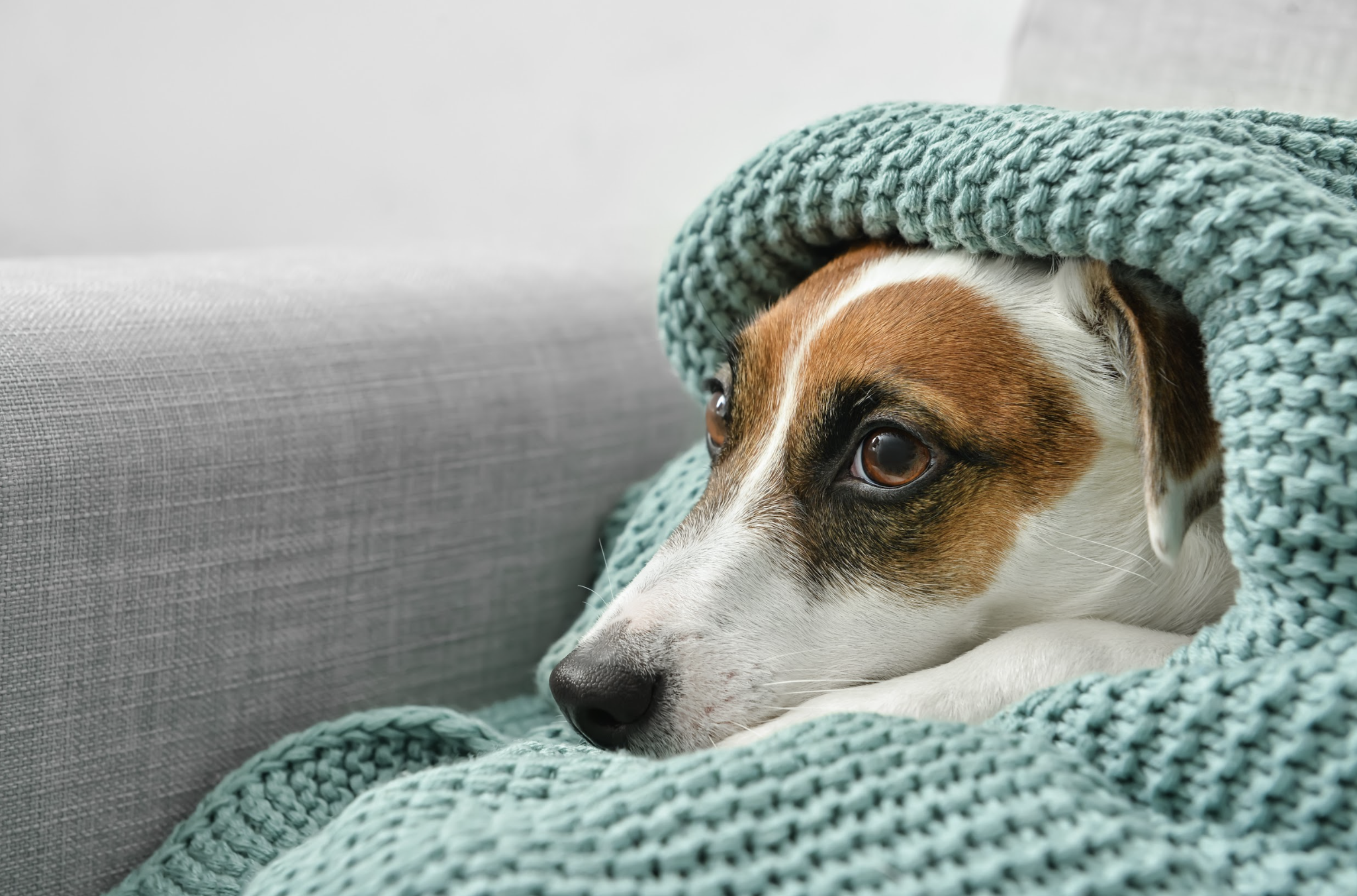 冬の生活リズムの乱れは、犬の体にどう影響する？｜腸・免疫・メンタルから整える考え方