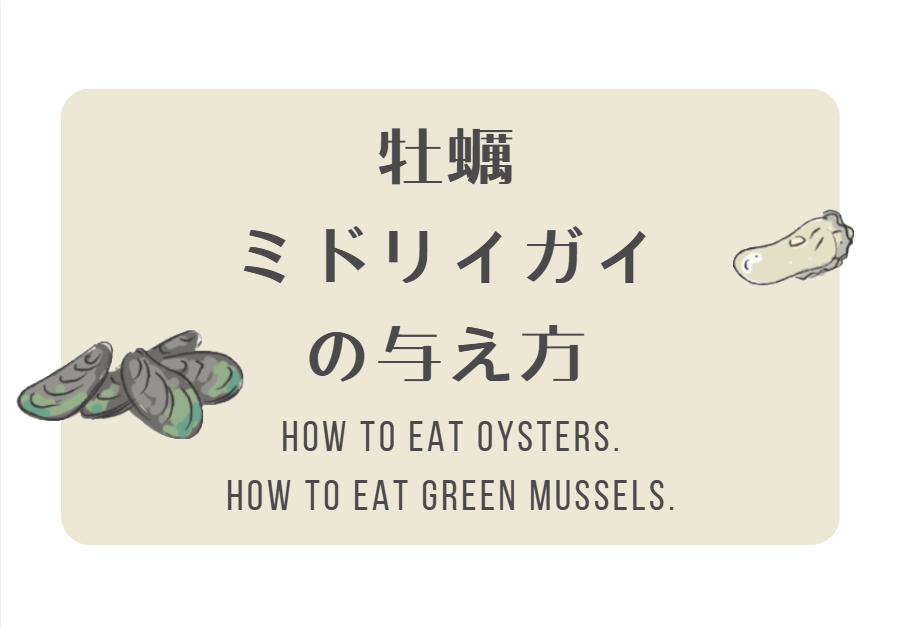 ミドリイガイ・牡蠣について
