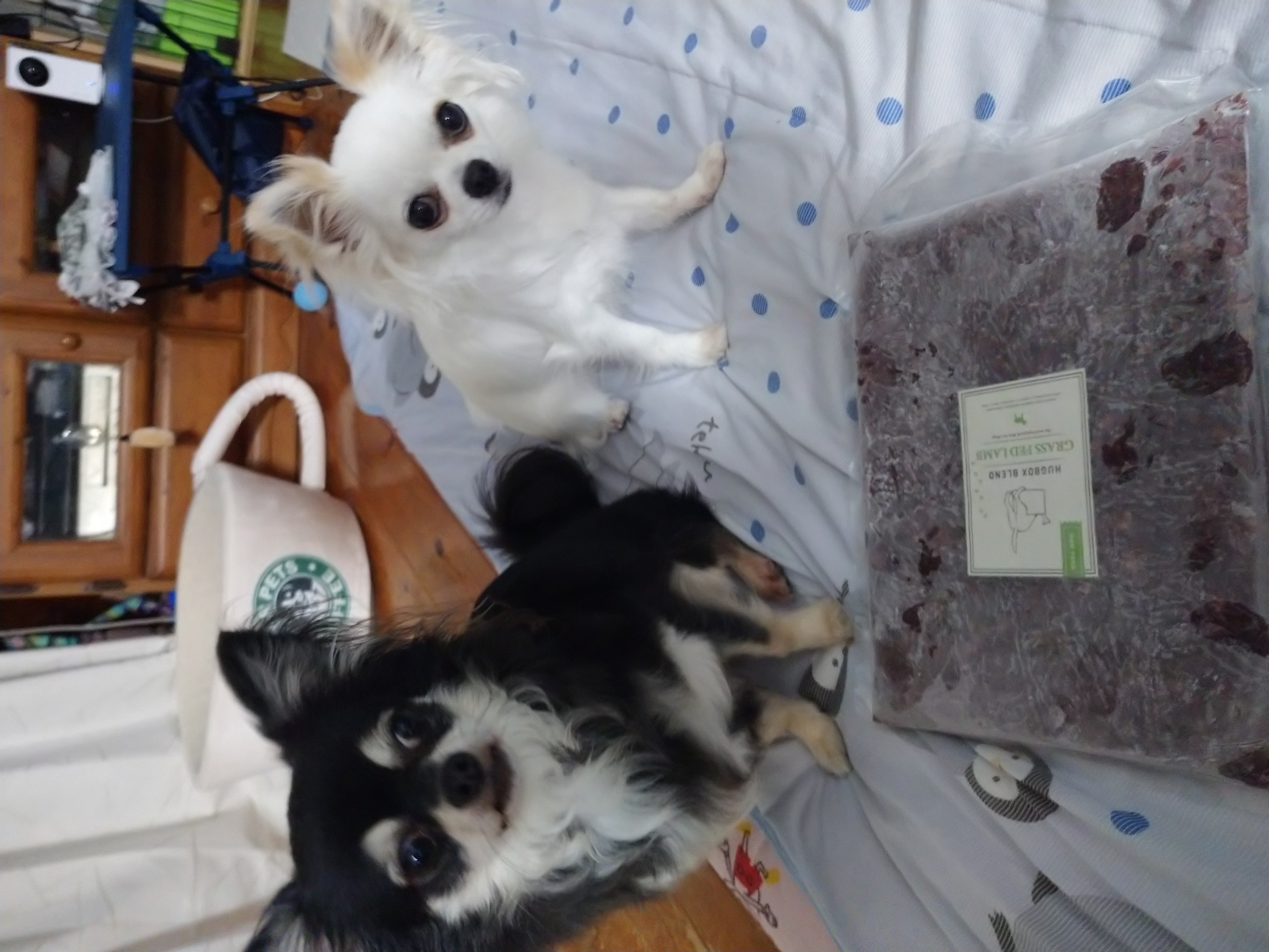 アレルギーの誤診から再出発！HUGBOX（ハグボックス）で白いチワワ「すもも」ちゃんが輝きを取り戻した物語