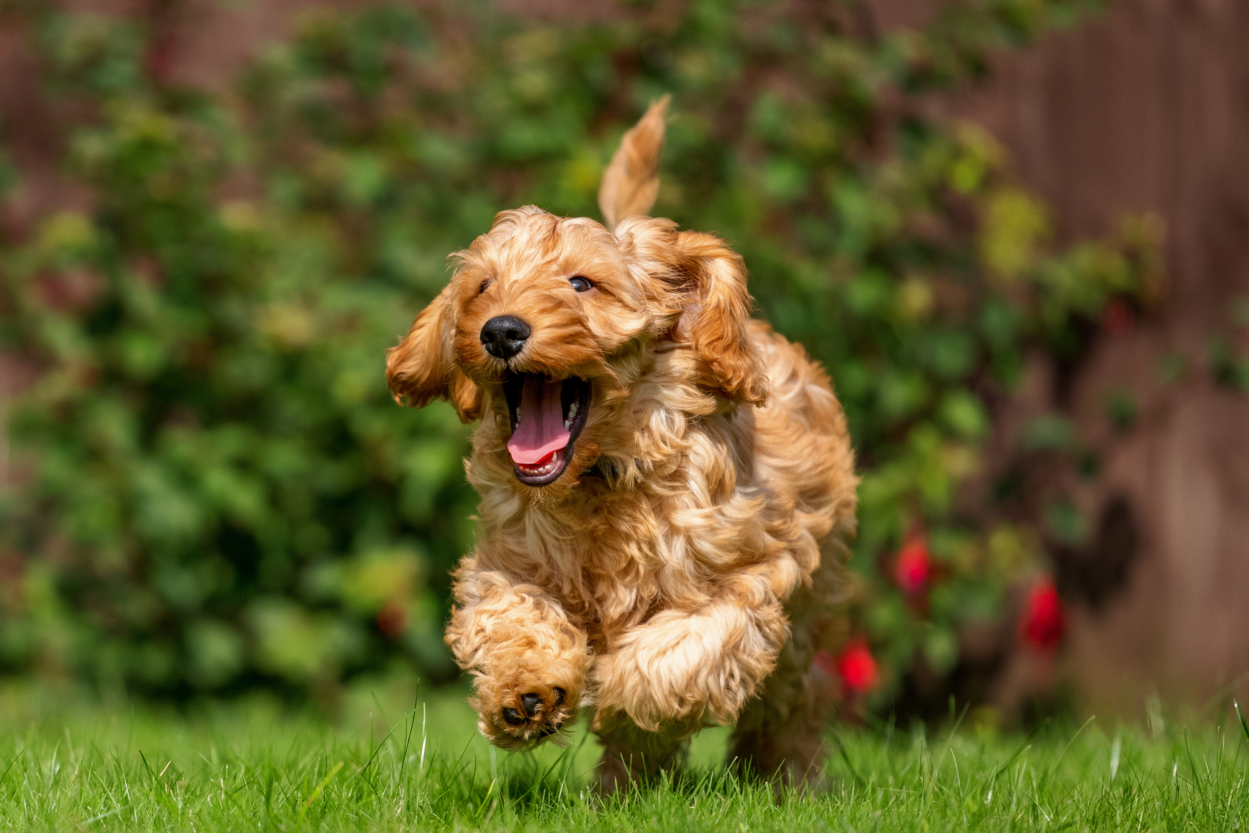 犬のパテラに負けない体づくり｜筋肉・体重・食事から考える関節ケア