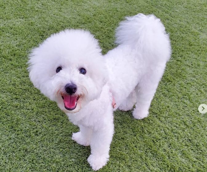 食べムラが落ち着いた！HUGBOX（ハグボックス）の生肉（生食）を選んで気づいた、ロイちゃんの小さな変化と大きな気づき