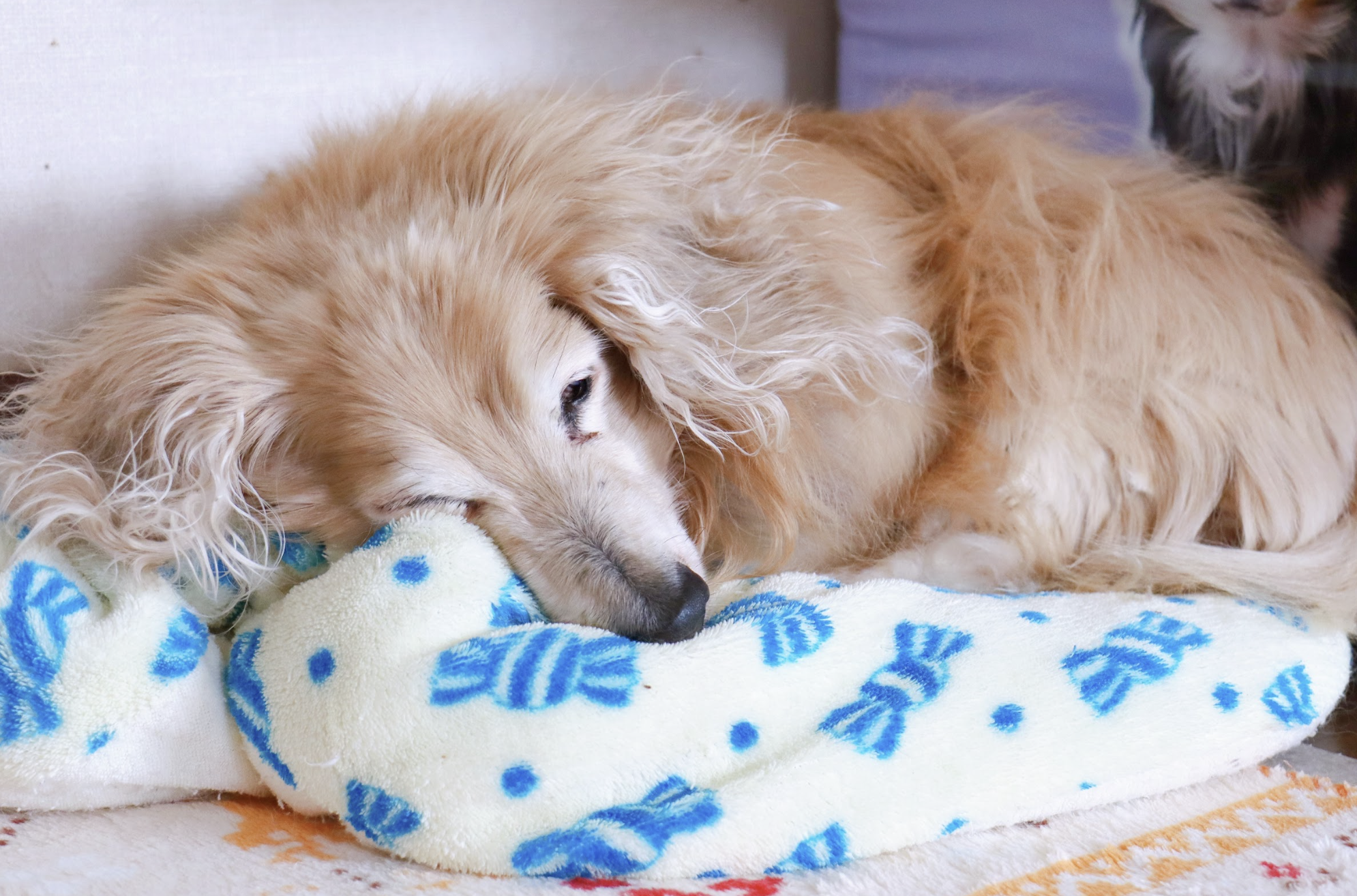 老犬の食事完全ガイド｜高齢犬の健康寿命を延ばす食事習慣