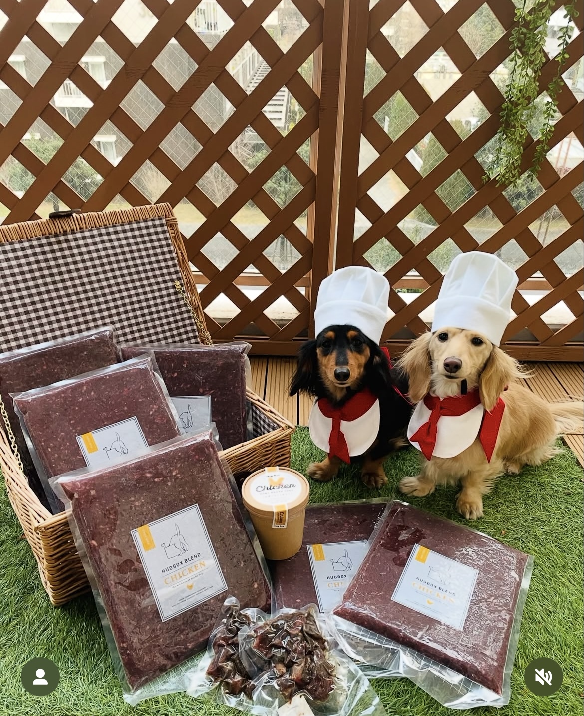 【HUGBOX（ハグボックス）】届いた日のワクワク体験｜生肉(生食)フードが届く特別な瞬間