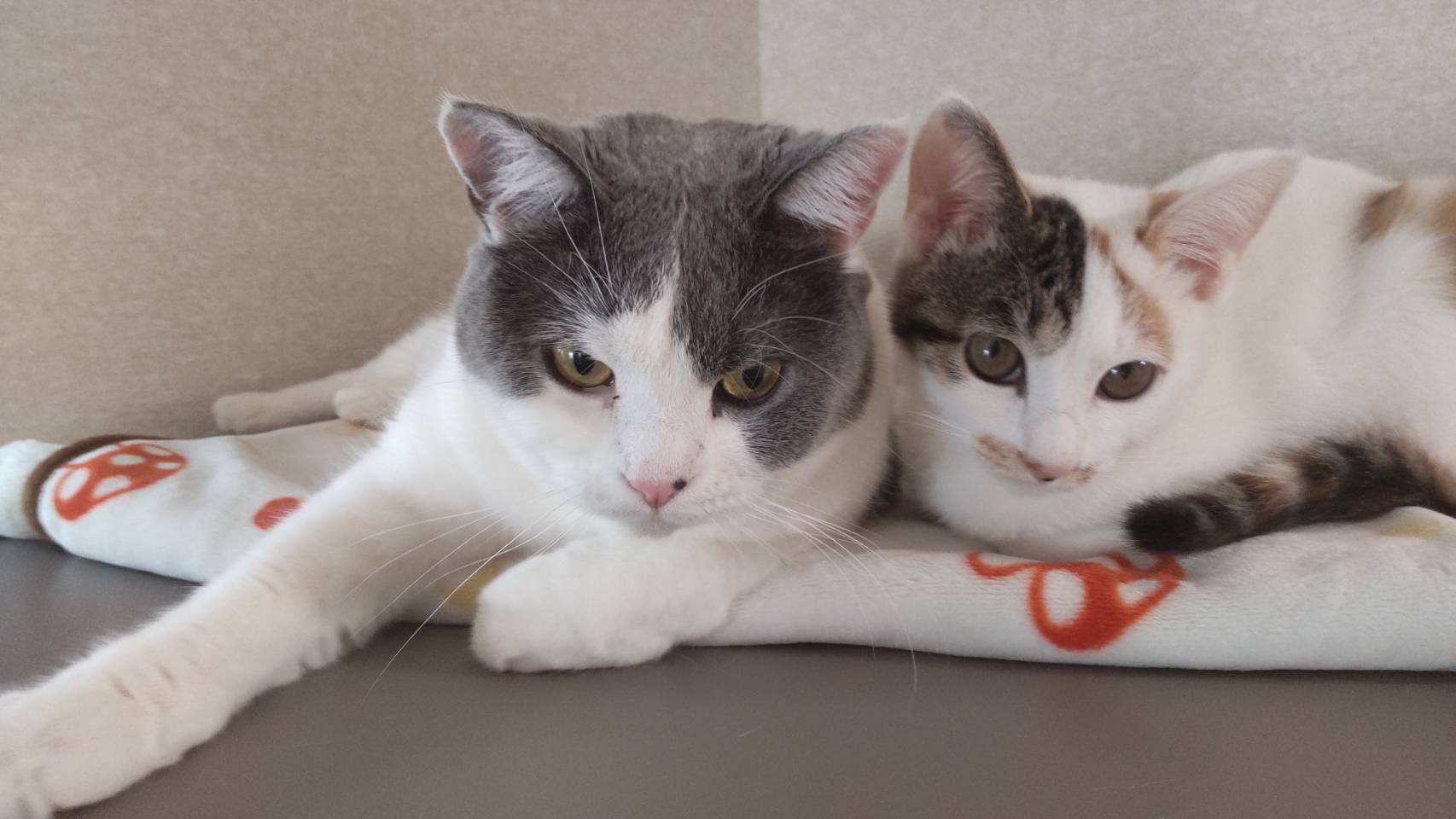 HUGBOX（ハグボックス）でいくつものトラブルを乗り越えたきらちゃん・ゆらんちゃん｜繰り返す血尿・結石から元気を取り戻した体験談