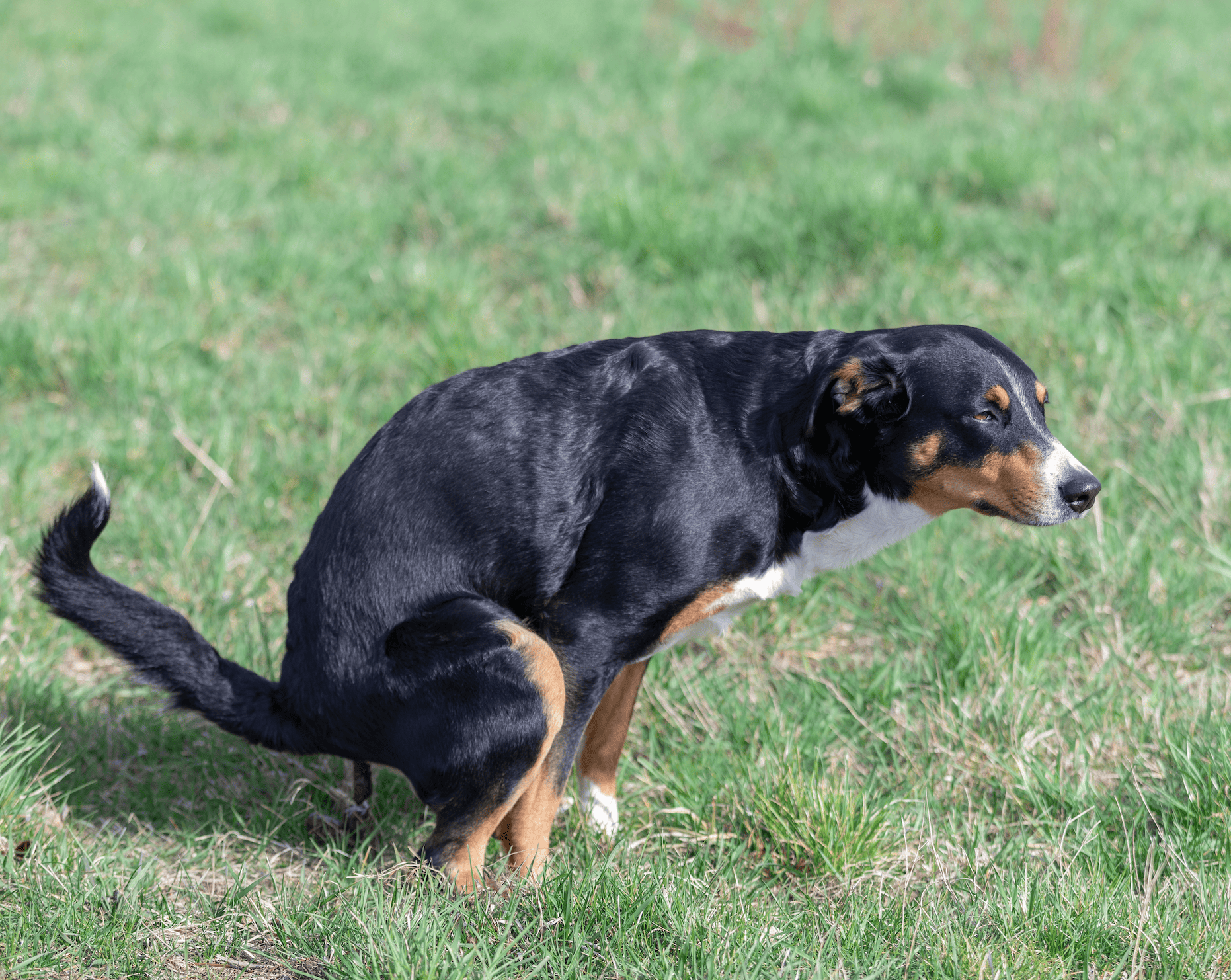 犬のうんちが硬い・柔らかい原因と対処法｜生肉(生食)で変わる便の健康チェックガイド