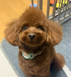 パピーなのに毛がボサボサ…HUGBOX（ハグボックス）で毛艶が変化したふくまるくん（トイプードル・2歳）の体験談