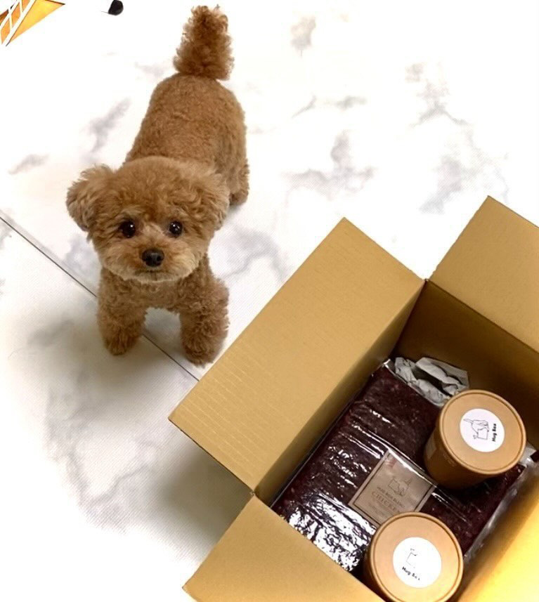 関節の調子が安定！HUGBOXでモナちゃんが元気に過ごせるようになったストーリー