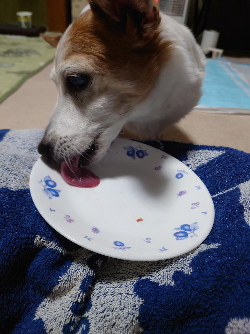 食事中のしずくちゃんの写真２