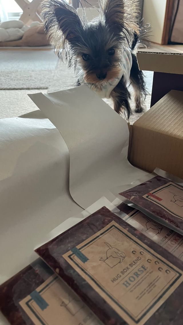 HUGBOXのフードを前にしたヨーキー ティアくんの写真