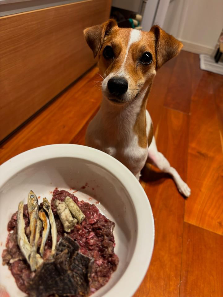 RoyくんとHUGBOXの生食ごはん