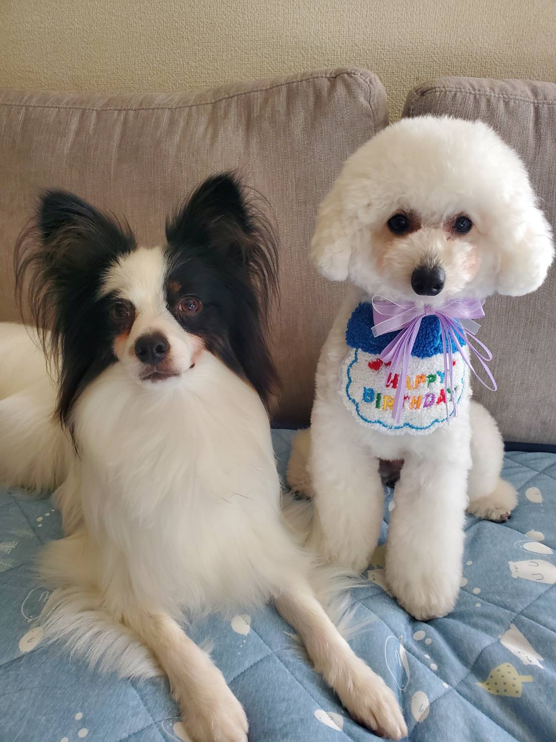 HUGBOX継続後のナビちゃんとむぎちゃん