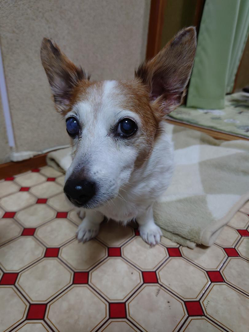 しずくちゃんの写真