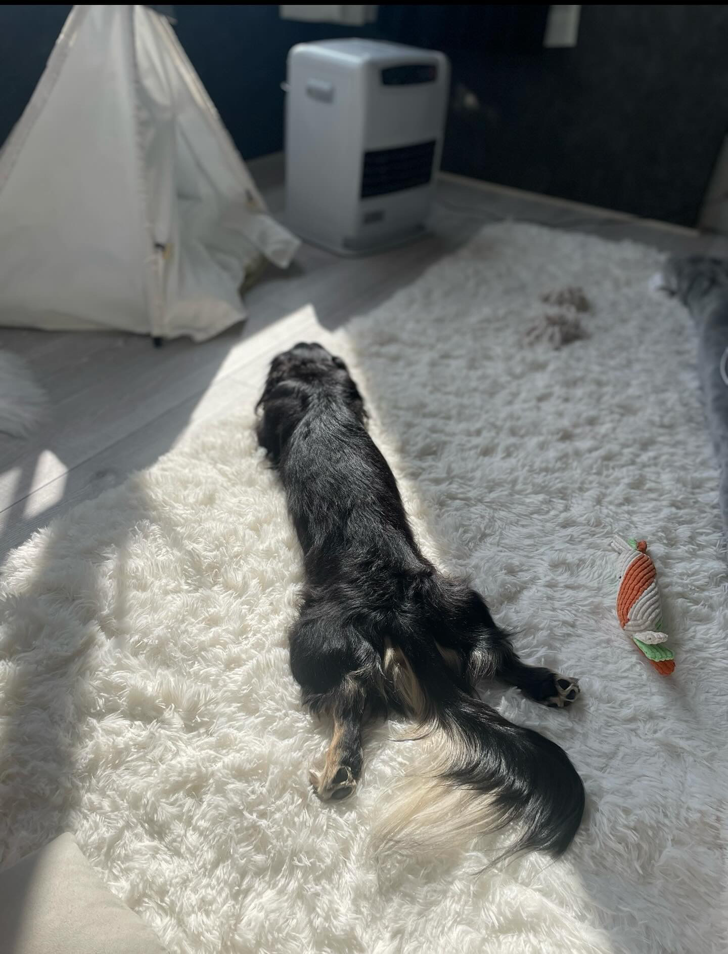 大福くんの改善前の写真