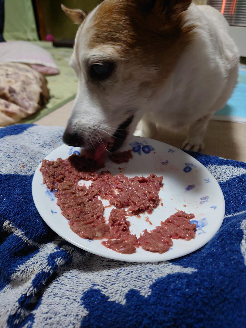 食事中のしずくちゃんの写真