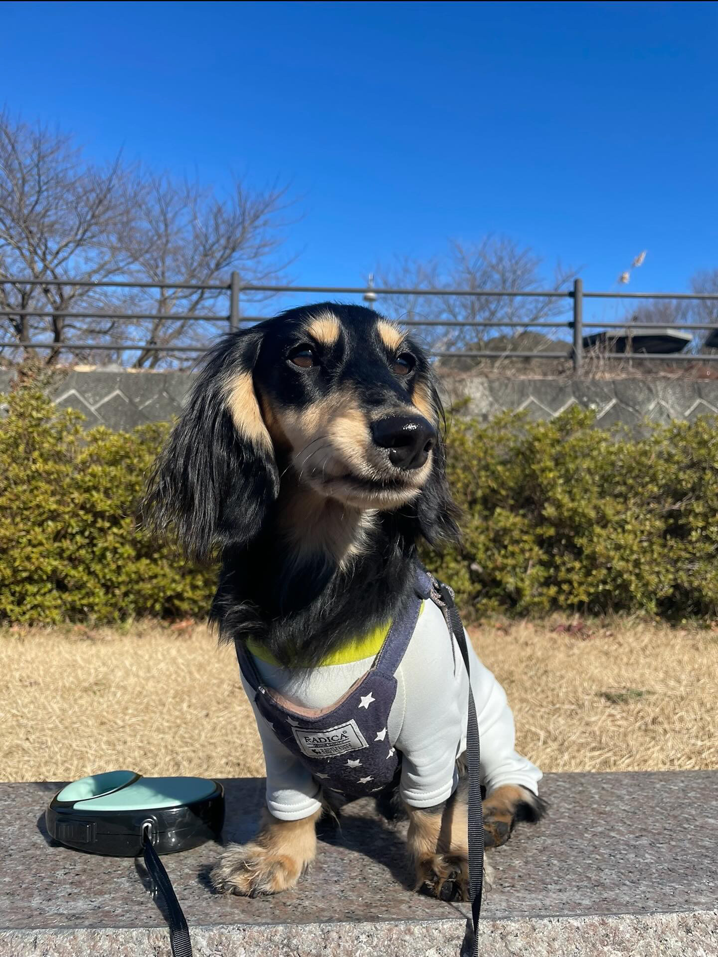 大福くんの改善後の写真