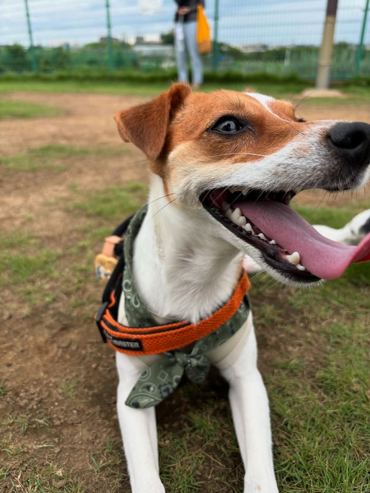 Royくんの健康的な毛艶と笑顔