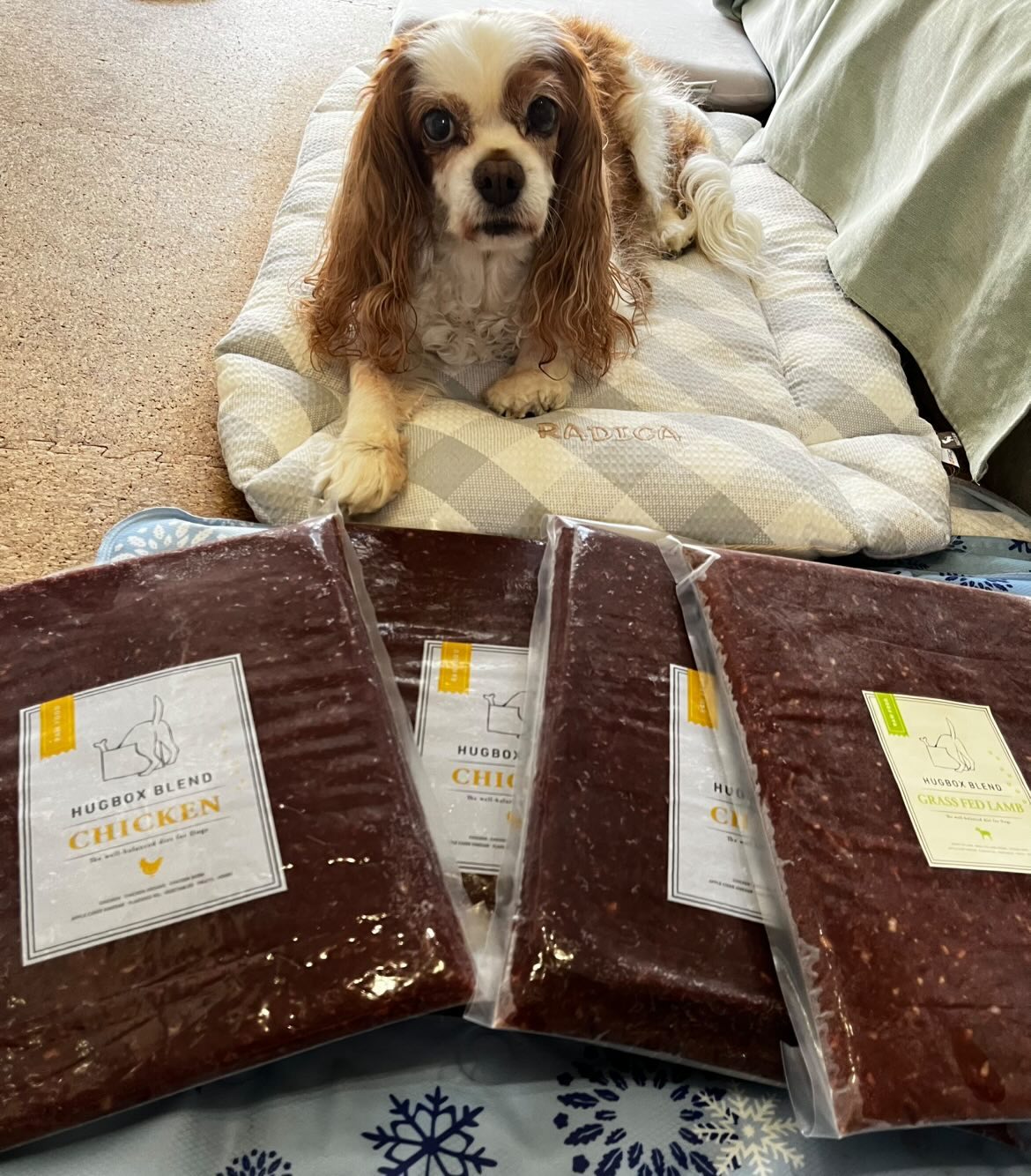 14歳のキャバリア・りりちゃんの写真