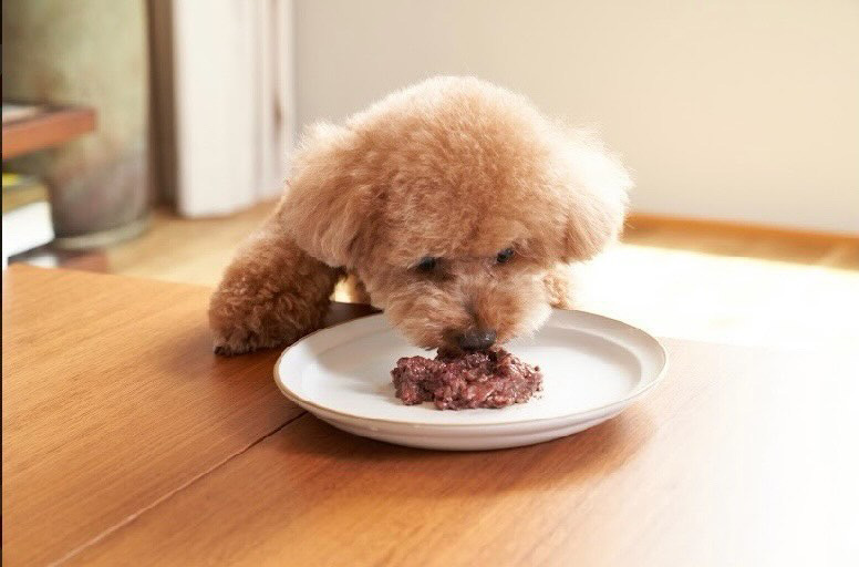 改善後のモナちゃんと飼い主さんの幸せな時間