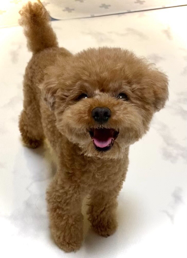 パテラで悩んでいた頃のモナちゃん