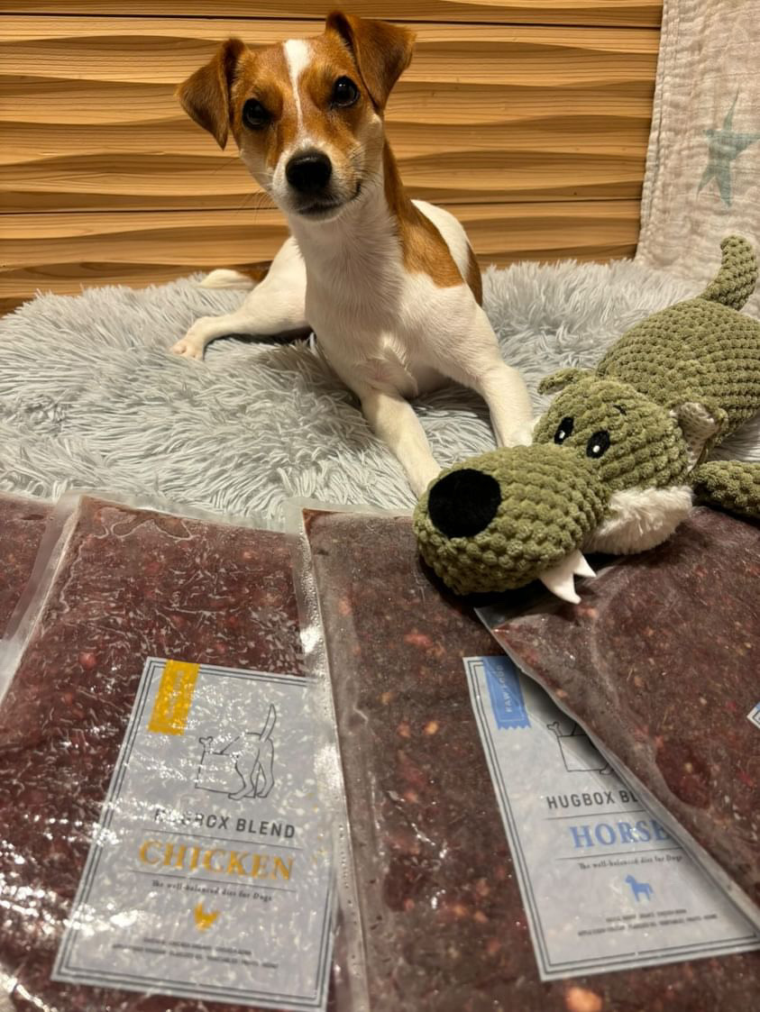 RoyくんがHUGBOXを食べる様子