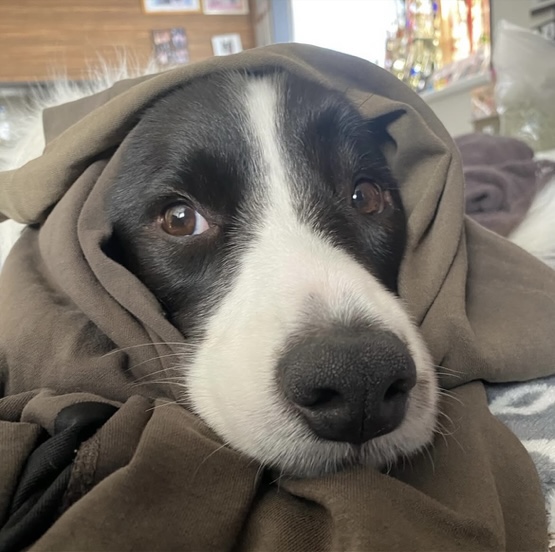 Domくんの写真（お散歩）