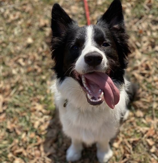 Domくんの食事写真