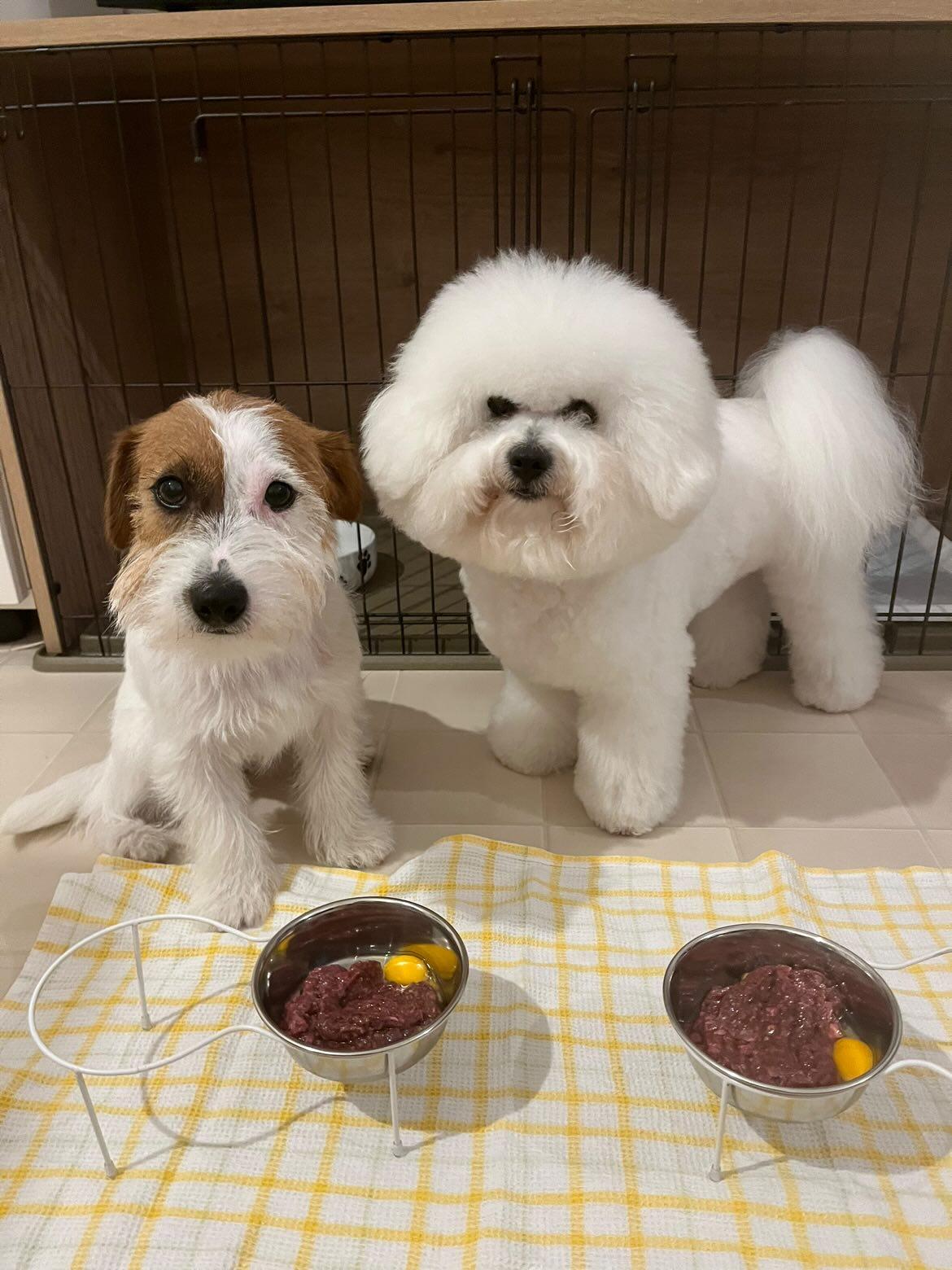 今の元気なFinleyちゃんとBaileyちゃん