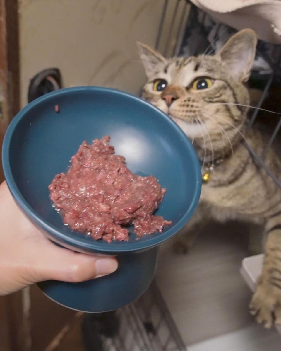 こならくんとごはんの写真