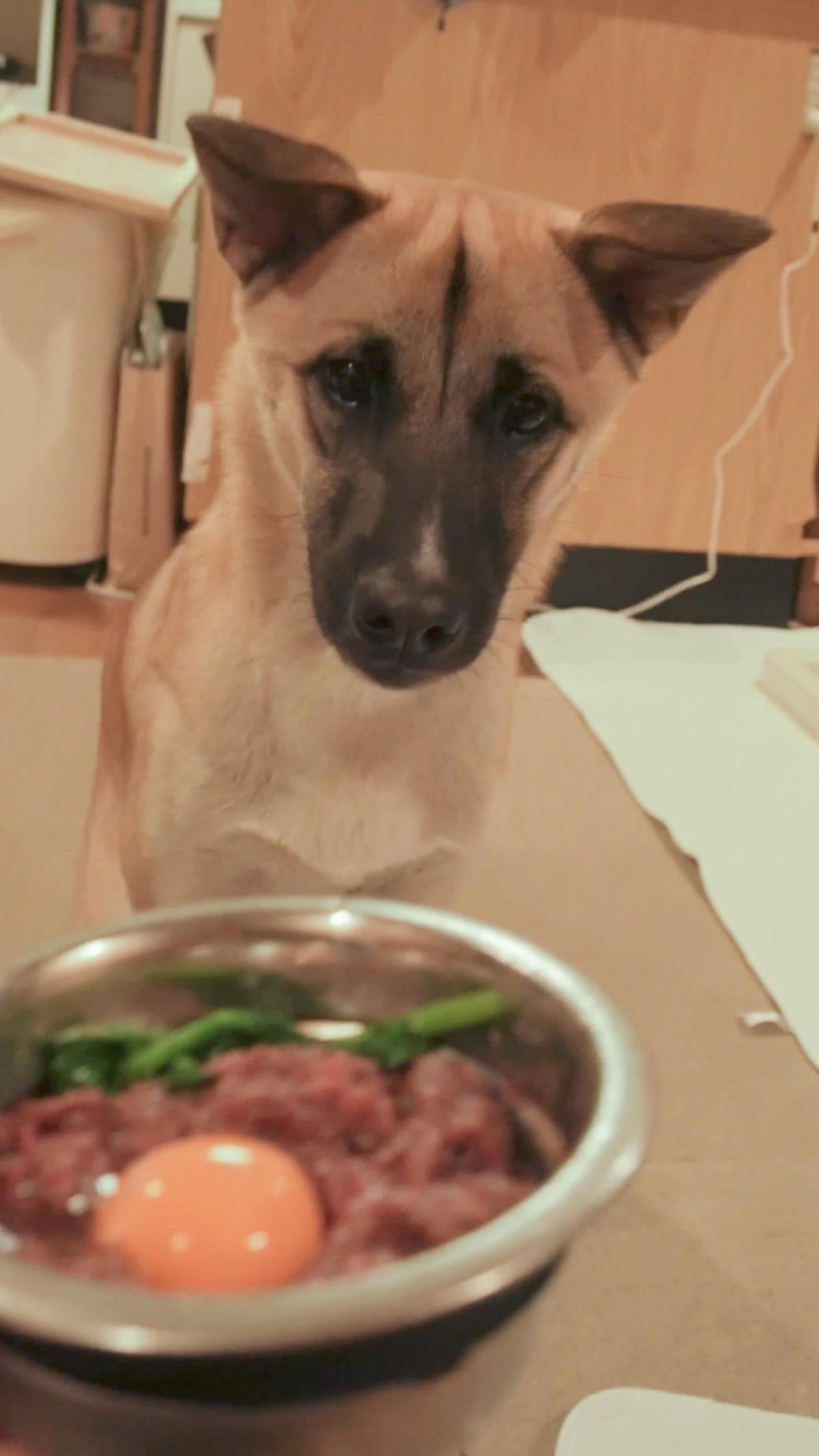 どんぐりくんの写真