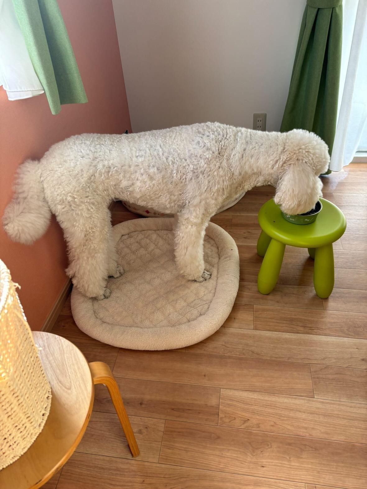 改善後のくぅちゃんの写真