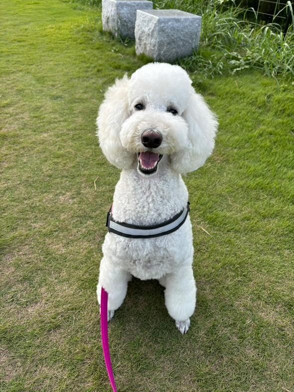 改善前のくぅちゃんの写真