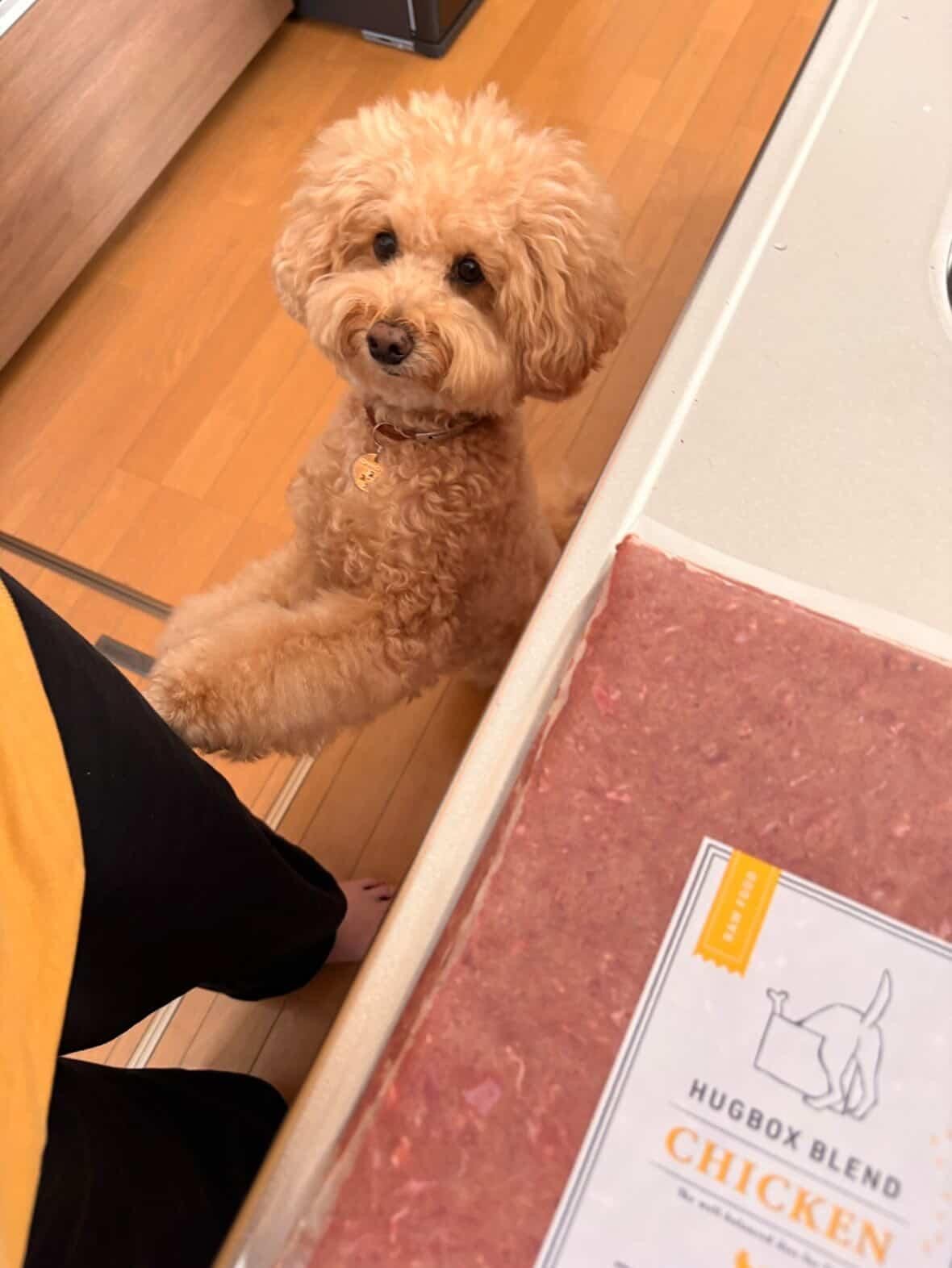 毛並みがつややかになったゆずくんの写真