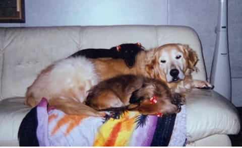 ソファの上に横たわるhugboxの社長の先代犬たち
