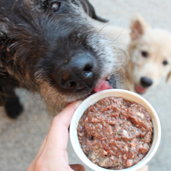 hugboxの食事を食べようとしている愛犬たち